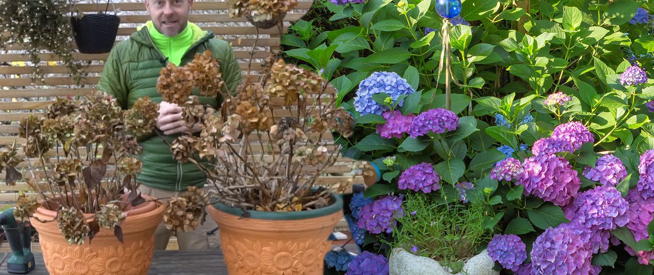 hortenzia teleltetése