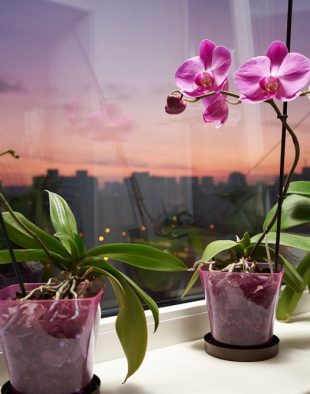 orchidea-tartasa