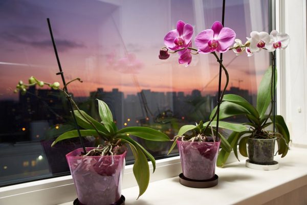 orchidea-tartasa