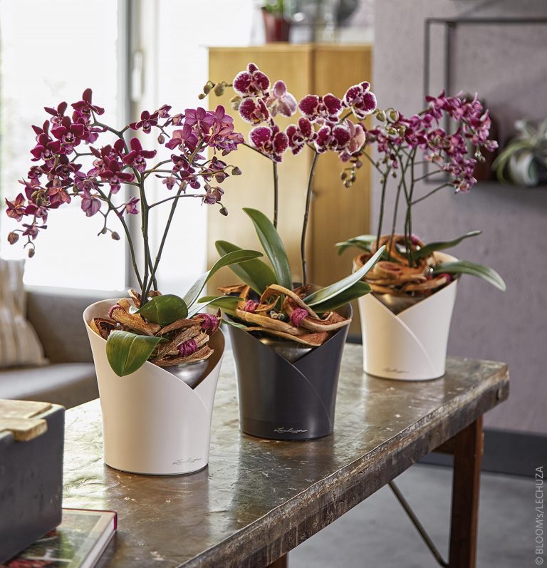 orchidea öntözése