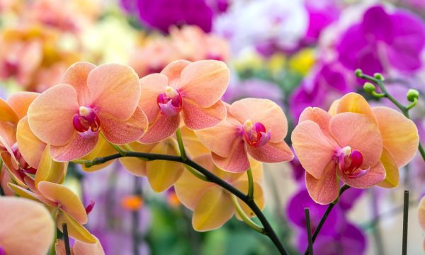 orchidea virágzás titka