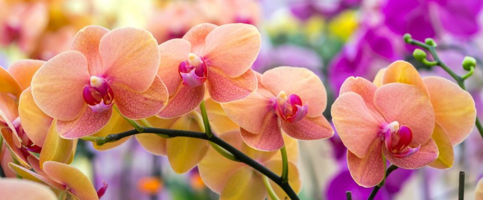orchidea virágzás titka