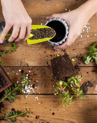 szobanövény tápozás