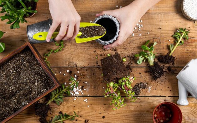 szobanövény tápozás