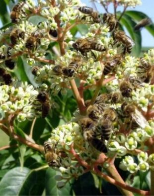 kínai mézesfa méhekkel