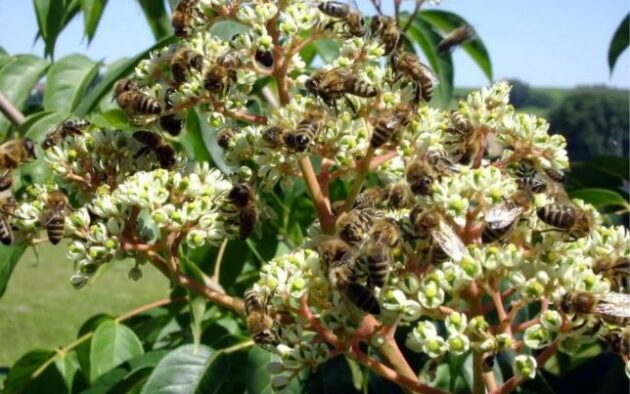 kínai mézesfa méhekkel