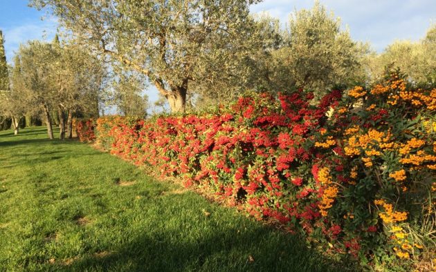szúrós tűztövis sövény