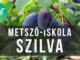Szilvafa metszése - Videó