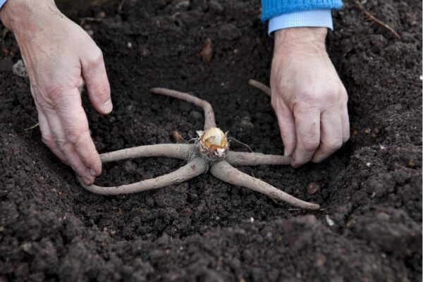 korbácsliliom gyökere   Fotó: Gardeners world