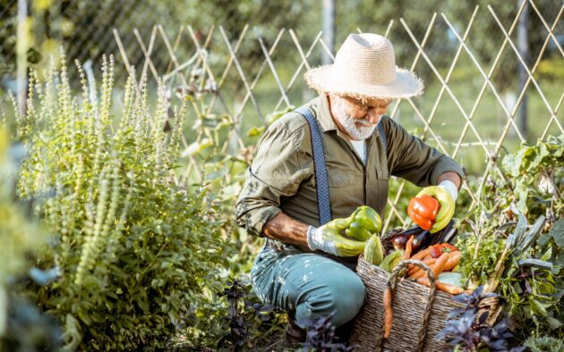 évelő zöldségek a konyhakertben