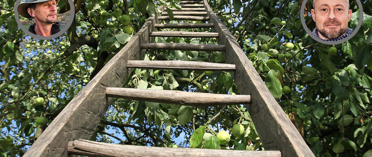 öreg gyümölcsfa metszése