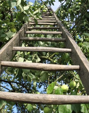 öreg gyümölcsfa metszése