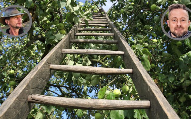 öreg gyümölcsfa metszése