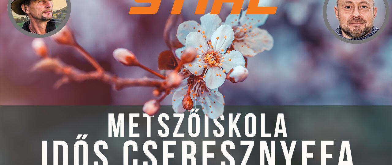 idős cseresznye metszés