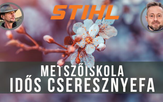 idős cseresznye metszés