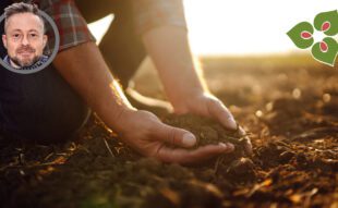 egészséges talaj ásás nélkül