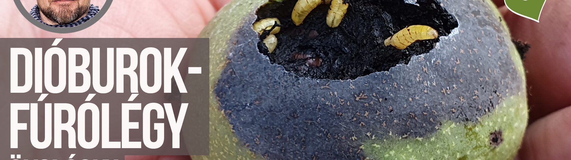dióburok fúrólégy elleni védelem