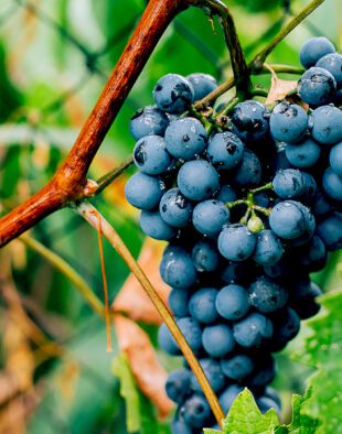 szőlő termesztés vegyszermentesen