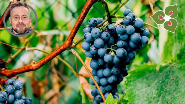 szőlő termesztés vegyszermentesen