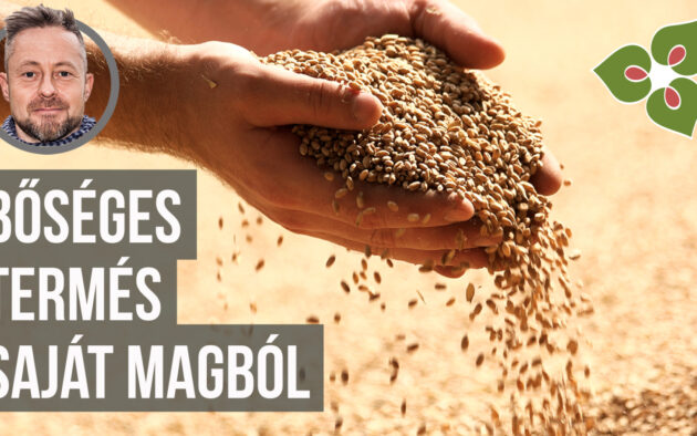 vetőmagfogás saját termésből