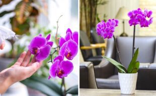 orchidea sikeres tartása