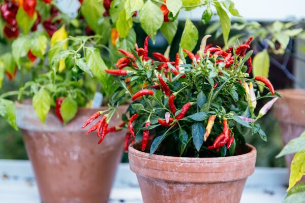 chili paprika otthoni termesztése