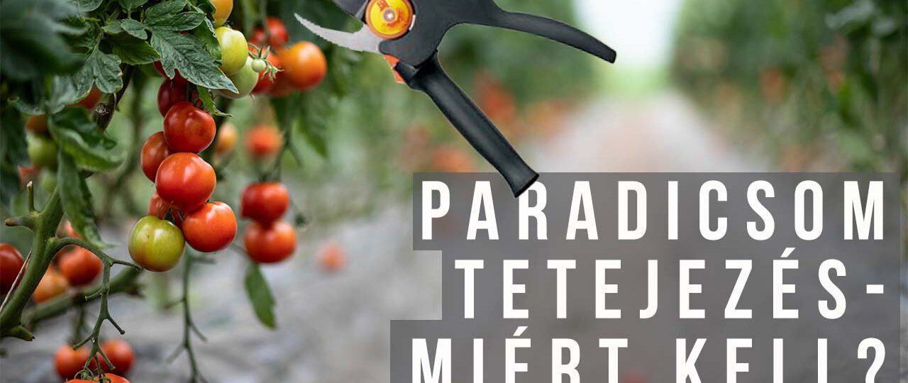 paradicsom tetejezés