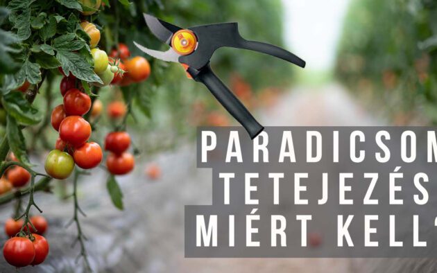 paradicsom tetejezés