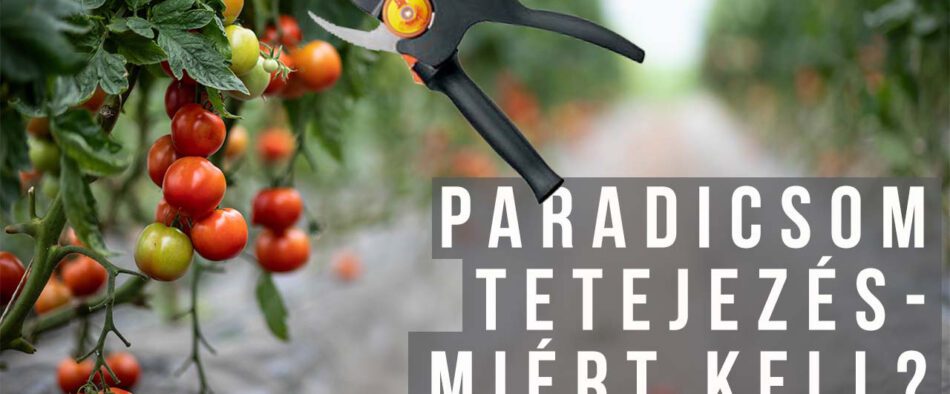 paradicsom tetejezés