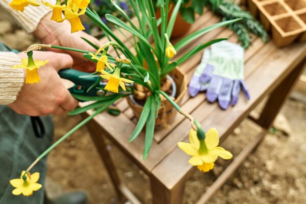 márciusi kerti munkák