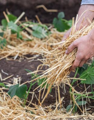 talajjavítás természetes módon