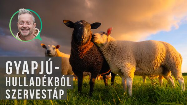 gyapjú táp a kertben