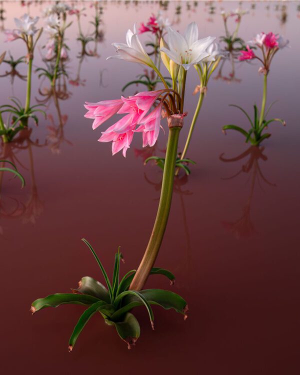 crinum paludosum mocsári liliom