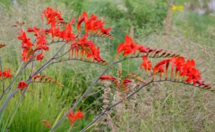 crocosmia