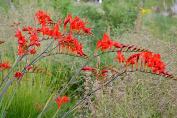 crocosmia