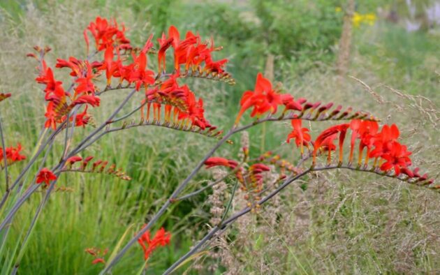 crocosmia