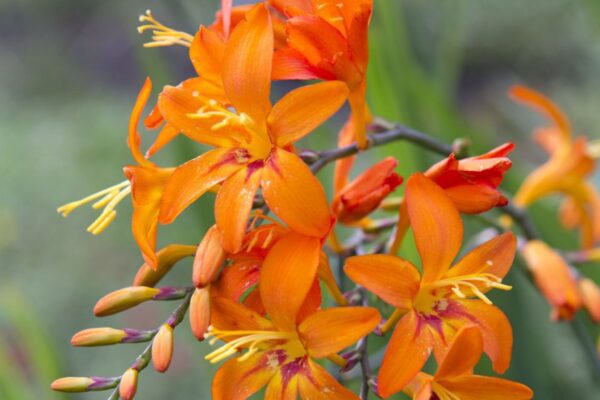 emily mckenzie crocosmia