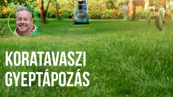 koratavszi gyeptáplálás