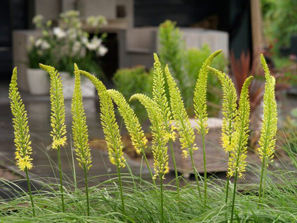 Eremurus