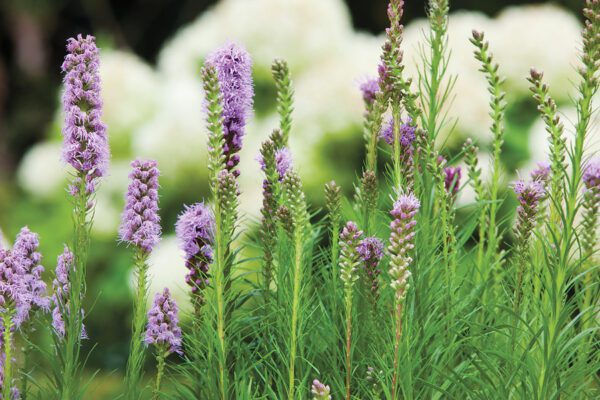 liatris spicata díszcsorba