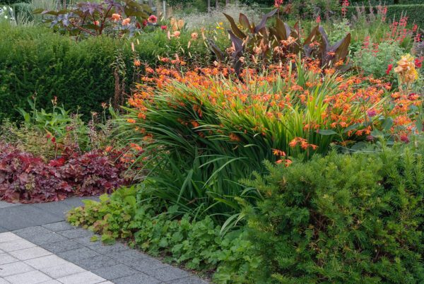 crocosmia, dália a nyári kertben
