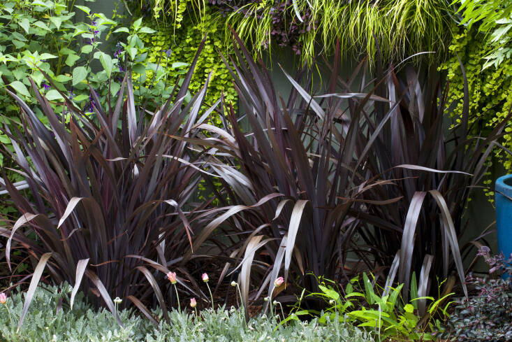 Phormium cookianum `Black Adder`