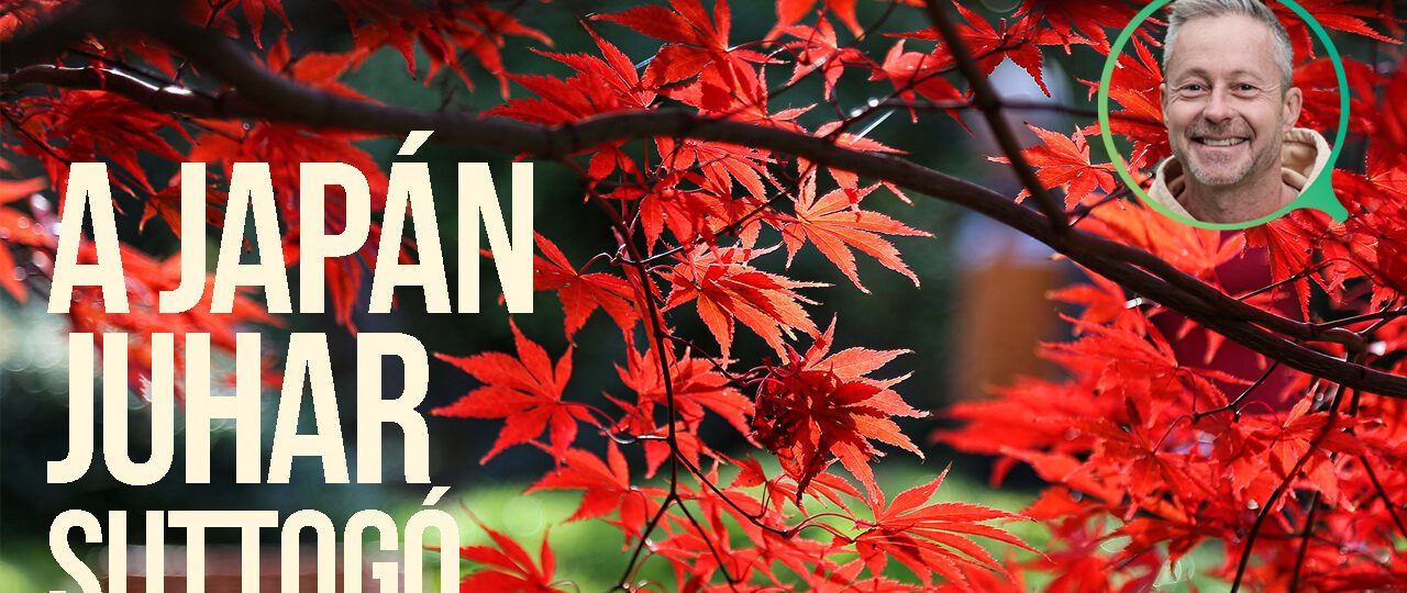 japán juhar
