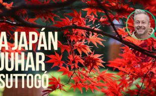 japán juhar