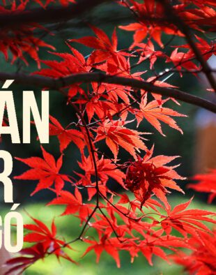 japán juhar