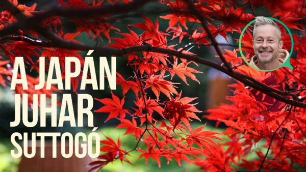 japán juhar