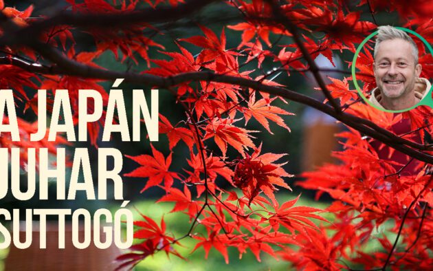 japán juhar