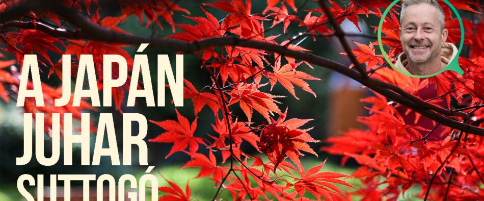 japán juhar