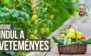 veteményes kalandok szomoru mikivel