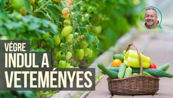 veteményes kalandok szomoru mikivel